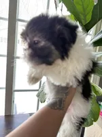 Jack, a male Mal Shi for sale in Johnston, RI – Photo 4 of 6