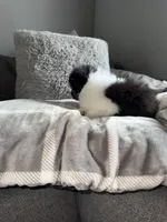 Jack, a male Mal Shi for sale in Johnston, RI – Photo 2 of 6