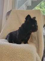 Shadow, a male French Bulldog for sale in North Smithfield, RI – 5 of 6