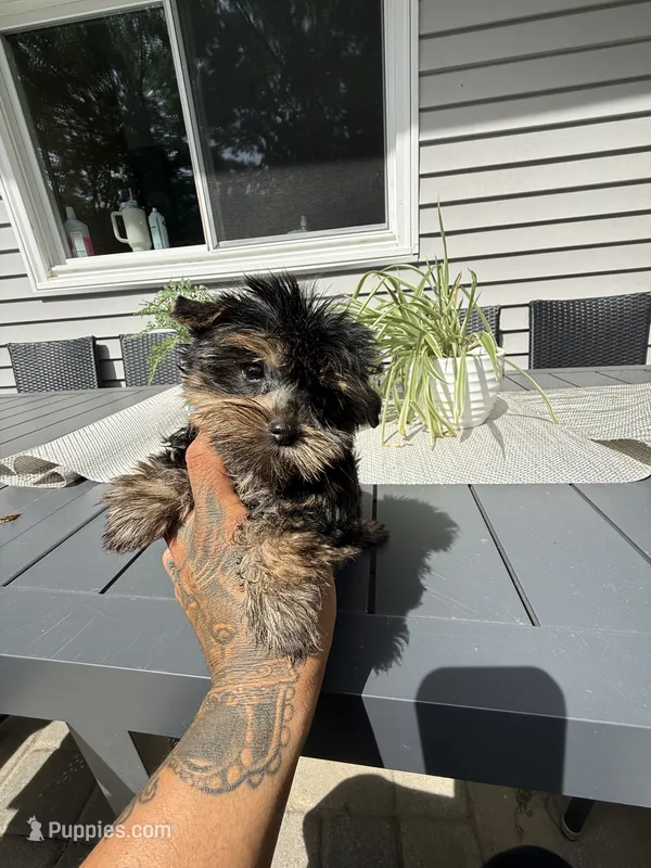 Princess  – Yorkshire Terrier puppy for sale in North Smithfield, RI