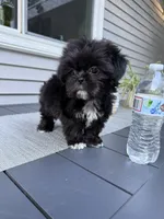 Cookie, a female Shih Tzu for sale in North Smithfield, RI – 7 of 9