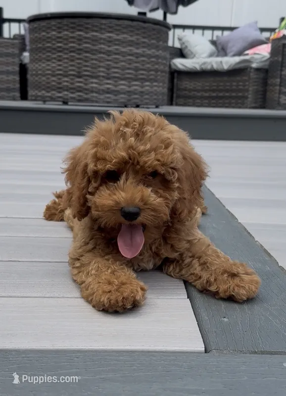 Cookie – Miniature Goldendoodle puppy for sale in Johnston, RI