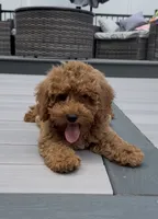 Cookie, a female Miniature Goldendoodle for sale in Johnston, RI – 1 of 8