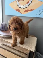 Maverick , a male Miniature Goldendoodle for sale in Johnston, RI – 1 of 10