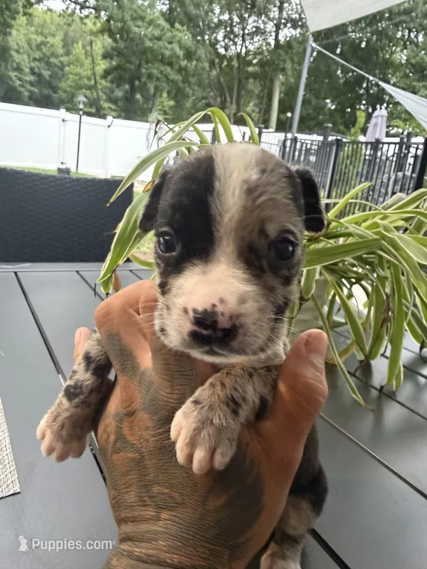 Lil yoyo – Cane Corso, American Mastiff puppy for sale in Johnston, RI