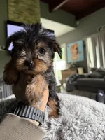Chase , a male Yorkshire Terrier for sale in North Smithfield, RI – 7 of 10