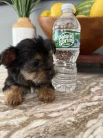 Tito, a male Yorkshire Terrier for sale in Johnston, RI – 2 of 8