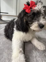 Sasha, a female Miniature Goldendoodle for sale in Johnston, RI – 2 of 3