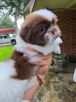 Niko, a male Shih Tzu for sale in North Smithfield, RI – 8 of 10