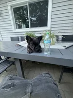 Chaz, a male French Bulldog for sale in North Smithfield, RI – 5 of 6