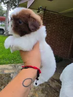 Niko, a male Shih Tzu for sale in North Smithfield, RI – 10 of 10