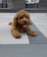 Cookie, a female Miniature Goldendoodle for sale in Johnston, RI – 6 of 8