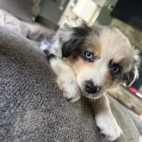 Peanut, a female Miniature Australian Shepherd for sale in Johnston, RI – 7 of 9