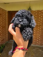 Kelsey, a female Poodle - Toy  for sale in North Smithfield, RI – 6 of 7