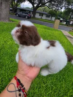 Niko, a male Shih Tzu for sale in North Smithfield, RI – 4 of 10