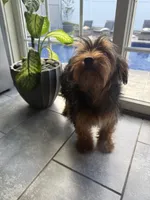 Tucker, a male Miniature Schnauzer and Yorkshire Terrier for sale in Johnston, RI – 3 of 10