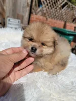 Rex, a male Pomeranian for sale in Johnston, RI – Photo 2 of 4