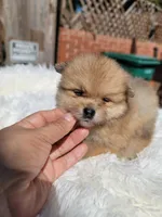 Rex, a male Pomeranian for sale in Johnston, RI – Photo 1 of 4