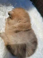 Rex, a male Pomeranian for sale in Johnston, RI – Photo 3 of 4