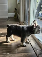 Lil Saint, a male French Bulldog for sale in North Smithfield, RI – 4 of 4
