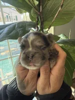 Jasmine, a female French Bulldog for sale in Johnston, RI – Photo 7 of 9