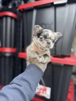 Jasmine, a female French Bulldog for sale in Johnston, RI – Photo 2 of 7