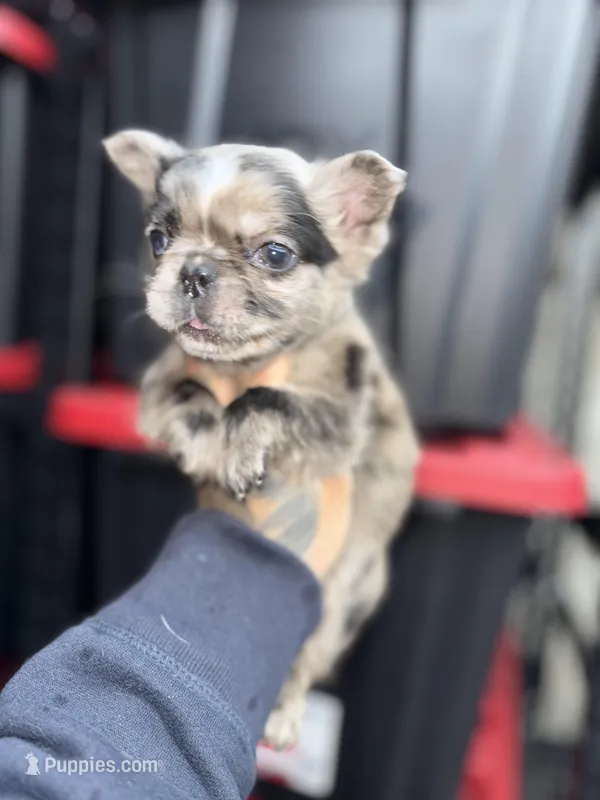 Jasmine – French Bulldog puppy for sale in Johnston, RI