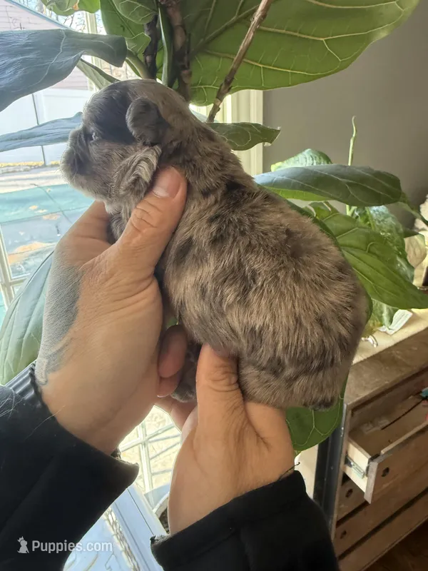 Jasmine – French Bulldog puppy for sale in Johnston, RI