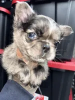 Jasmine, a female French Bulldog for sale in Johnston, RI – Photo 3 of 7