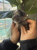 Jasmine, a female French Bulldog for sale in Johnston, RI – Photo 2 of 9