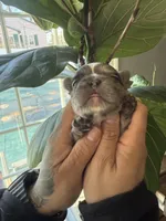 Jasmine, a female French Bulldog for sale in Johnston, RI – Photo 3 of 9