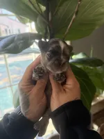 Jasmine, a female French Bulldog for sale in Johnston, RI – Photo 9 of 9