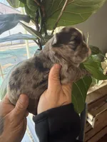 Jasmine, a female French Bulldog for sale in Johnston, RI – Photo 4 of 9