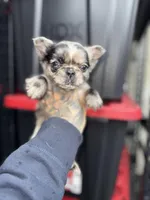 Jasmine, a female French Bulldog for sale in Johnston, RI – Photo 4 of 7