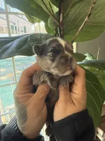 Jasmine, a female French Bulldog for sale in Johnston, RI – Photo 8 of 9