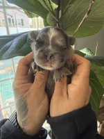 Jasmine, a female French Bulldog for sale in Johnston, RI – Photo 6 of 9