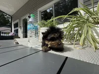 Princess , a female Yorkshire Terrier for sale in North Smithfield, RI – 2 of 5