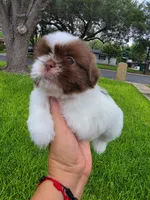 Niko, a male Shih Tzu for sale in North Smithfield, RI – 9 of 10