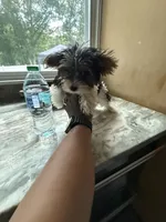Tilly , a female Yorkshire Terrier for sale in North Smithfield, RI – 2 of 9