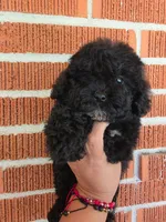 Kelsey, a female Poodle - Toy  for sale in North Smithfield, RI – 3 of 7