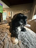 Stacy, a female Shih Tzu for sale in North Smithfield, RI – 10 of 10