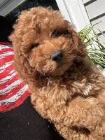 Chloe, a female Miniature Goldendoodle for sale in Johnston, RI – 4 of 10