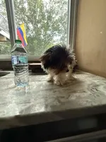 Tilly , a female Yorkshire Terrier for sale in North Smithfield, RI – 6 of 9