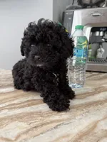 Camila mi, a female Poodle - Toy  for sale in North Smithfield, RI – 9 of 9