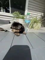 Princess , a female Yorkshire Terrier for sale in North Smithfield, RI – 5 of 5