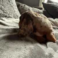 Lucas, a male Dachshund and Miniature Dachshund for sale in Johnston, RI – Photo 2 of 6