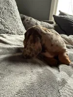 Lucas, a male Dachshund and Miniature Dachshund for sale in Johnston, RI – Photo 2 of 6