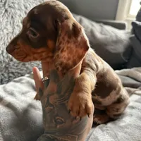 Lucas, a male Dachshund and Miniature Dachshund for sale in Johnston, RI – Photo 6 of 6