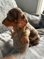 Lucas, a male Dachshund and Miniature Dachshund for sale in Johnston, RI – Photo 6 of 6