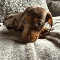 Lucas, a male Dachshund and Miniature Dachshund for sale in Johnston, RI – Photo 5 of 6